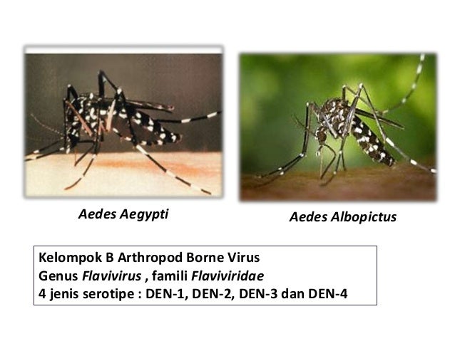 Cantik Poster Tentang Nyamuk Aedes Aegypti - Koleksi Poster