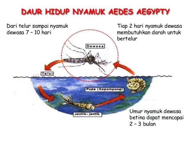 Unduh 67 Background Ppt Nyamuk Gratis