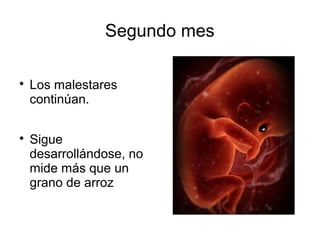 Segundo mes

Los malestares
continúan.

Sigue
desarrollándose, no
mide más que un
grano de arroz
 