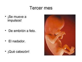 Tercer mes

¡Se mueve a
impulsos!

De embrión a feto.

El nadador.

¡Qué cabezón!
 