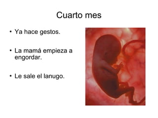 Cuarto mes
 Ya hace gestos.
 La mamá empieza a
engordar.
 Le sale el lanugo.
 