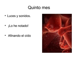 Quinto mes

Luces y sonidos.

¡Lo he notado!

Afinando el oído
 