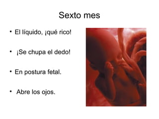 Sexto mes

El líquido, ¡qué rico!

¡Se chupa el dedo!

En postura fetal.

Abre los ojos.
 