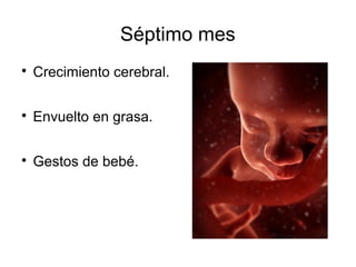 Séptimo mes

Crecimiento cerebral.

Envuelto en grasa.

Gestos de bebé.
 