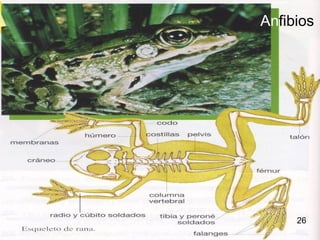 Anfibios




     26
 