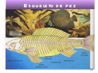 E s qu e le to d e p e z




                           33
 