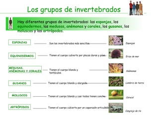 Los grupos de invertebrados
    Hay diferentes grupos de invertebrados: las esponjas, los
    equinodermos, las medusas, anémonas y corales, los gusanos, los
    moluscos y los artrópodos.


 ESPONJAS             Son los invertebrados más sencillos.                    Esponjas




EQUINODERMOS          Tienen el cuerpo cubierto por placas duras y púas.      Erizo de mar




MEDUSAS,
                      Tienen el cuerpo blando y
ANÉMONAS Y CORALES                                                            Anémonas
                      tentáculos.



  GUSANOS            Tienen el cuerpo blando y alargado.                      Lombriz de tierra




 MOLUSCOS            Tienen el cuerpo blando y casi todos tienen concha.      Caracol



ARTRÓPODOS           Tienen el cuerpo cubierto por un caparazón articulado.
                                                                              Cangrejo de río
 