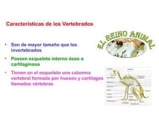 Características de los Vertebrados


• Son de mayor tamaño que los
  invertebrados
• Poseen esqueleto interno óseo o
  cartilaginoso
• Tienen en el esqueleto una columna
  vertebral formada por huesos y cartílagos
  llamados vértebras
 