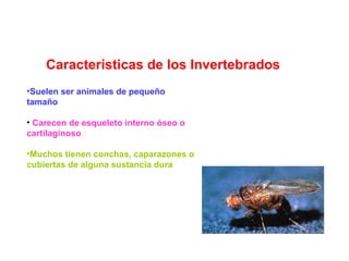 Características de los Invertebrados
•Suelen ser animales de pequeño
tamaño

• Carecen de esqueleto interno óseo o
cartilaginoso

•Muchos tienen conchas, caparazones o
cubiertas de alguna sustancia dura
 