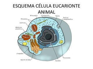 ESQUEMA CÉLULA EUCARIONTE
ANIMAL