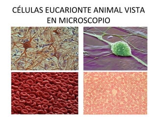CÉLULAS EUCARIONTE ANIMAL VISTA
        EN MICROSCOPIO
 