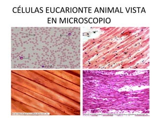 CÉLULAS EUCARIONTE ANIMAL VISTA
EN MICROSCOPIO