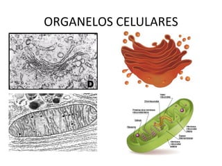 ORGANELOS CELULARES