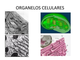 ORGANELOS CELULARES