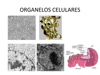 ORGANELOS CELULARES