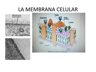 LA MEMBRANA CELULAR