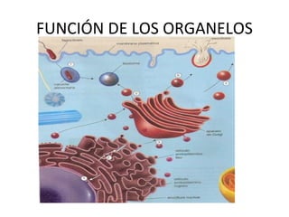 FUNCIÓN DE LOS ORGANELOS