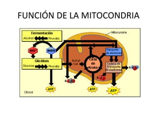 FUNCIÓN DE LA MITOCONDRIA