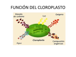 FUNCIÓN DEL CLOROPLASTO