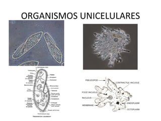 ORGANISMOS UNICELULARES