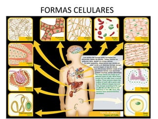 FORMAS CELULARES