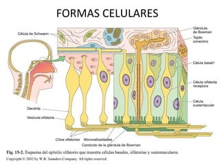 FORMAS CELULARES
