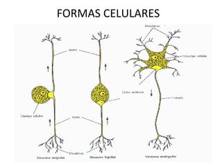 FORMAS CELULARES