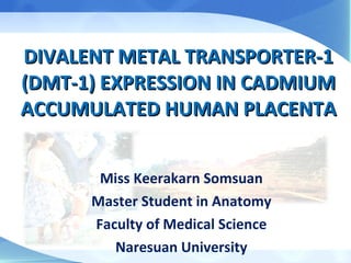 DIVALENT METAL TRANSPORTER-1 (DMT-1) EXPRESSION IN CADMIUM ACCUMULATED HUMAN PLACENTA Miss Keerakarn Somsuan Master Student in Anatomy Faculty of Medical Science Naresuan University 