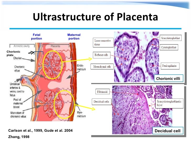 Thesis placenta 06 picture