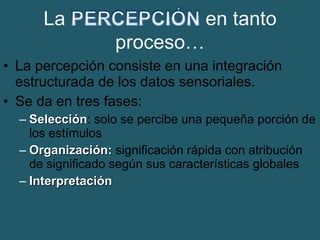 • La percepción consiste en una integración 
estructurada de los datos sensoriales. 
• Se da en tres fases: 
– SSeelleecccciióónn: solo se percibe una pequeña porción de 
los estímulos 
– OOrrggaanniizzaacciióónn:: significación rápida con atribución 
de significado según sus características globales 
– IInntteerrpprreettaacciióónn 
 