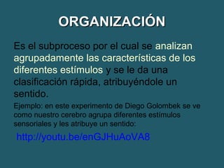 OORRGGAANNIIZZAACCIIÓÓNN 
Es el subproceso por el cual se analizan 
agrupadamente las características de los 
diferentes estímulos y se le da una 
clasificación rápida, atribuyéndole un 
sentido. 
Ejemplo: en este experimento de Diego Golombek se ve 
como nuestro cerebro agrupa diferentes estímulos 
sensoriales y les atribuye un sentido: 
http://youtu.be/enGJHuAoVA8 
 