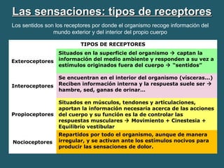 LLaass sseennssaacciioonneess:: ttiippooss ddee rreecceeppttoorreess 
Los sentidos son los receptores por donde el organismo recoge información del 
mundo exterior y del interior del propio cuerpo 
TIPOS DE RECEPTORES 
Exteroceptores 
Situados en la superficie del organismo  captan la 
información del medio ambiente y responden a su vez a 
estímulos originados fuera del cuerpo  “sentidos” 
Interoceptores 
Se encuentran en el interior del organismo (vísceras...) 
Reciben información interna y la respuesta suele ser  
hambre, sed, ganas de orinar… 
Propioceptores 
Situados en músculos, tendones y articulaciones, 
aportan la información necesaria acerca de las acciones 
del cuerpo y su función es la de controlar las 
respuestas musculares  Movimiento + Cinestesia + 
Equilibrio vestibular 
Nocioceptores 
Repartidos por todo el organismo, aunque de manera 
irregular, y se activan ante los estímulos nocivos para 
producir las sensaciones de dolor. 
 