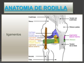 ANATOMIA DE RODILLA
ligamentos
 
