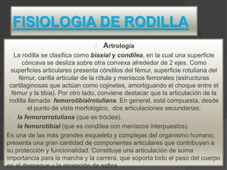 FISIOLOGIA DE RODILLA
Artrología
La rodilla se clasifica como biaxial y condílea, en la cual una superficie
cóncava se desliza sobre otra convexa alrededor de 2 ejes. Como
superficies articulares presenta cóndilos del fémur, superficie rotuliana del
fémur, carilla articular de la rótula y meniscos femorales (estructuras
cartilaginosas que actúan como cojinetes, amortiguando el choque entre el
fémur y la tibia). Por otro lado, conviene destacar que la articulación de la
rodilla llamada: femorotibialrotuliana. En general, está compuesta, desde
el punto de vista morfológico, dos articulaciones secundarias:
la femororrotuliana (que es tróclea).
la femorotibial (que es condílea con meniscos interpuestos).
Es una de las más grandes esqueleto y complejas del organismo humano,
presenta una gran cantidad de componentes articulares que contribuyen a
su protección y funcionalidad. Constituye una articulación de suma
importancia para la marcha y la carrera, que soporta todo el peso del cuerpo
en el despegue y la recepción de saltos.
 