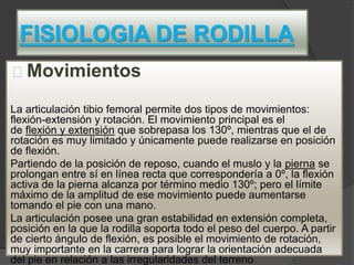 FISIOLOGIA DE RODILLA
Movimientos
La articulación tibio femoral permite dos tipos de movimientos:
flexión-extensión y rotación. El movimiento principal es el
de flexión y extensión que sobrepasa los 130º, mientras que el de
rotación es muy limitado y únicamente puede realizarse en posición
de flexión.
Partiendo de la posición de reposo, cuando el muslo y la pierna se
prolongan entre sí en línea recta que correspondería a 0º, la flexión
activa de la pierna alcanza por término medio 130º; pero el límite
máximo de la amplitud de ese movimiento puede aumentarse
tomando el pie con una mano.
La articulación posee una gran estabilidad en extensión completa,
posición en la que la rodilla soporta todo el peso del cuerpo. A partir
de cierto ángulo de flexión, es posible el movimiento de rotación,
muy importante en la carrera para lograr la orientación adecuada
del pie en relación a las irregularidades del terreno.
 