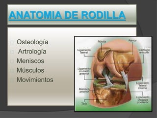ANATOMIA DE RODILLA
Osteología
Artrología
Meniscos
Músculos
Movimientos
 