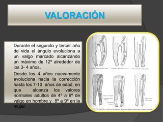 VALORACIÓN
Durante el segundo y tercer año
de vida el ángulo evoluciona a
un valgo marcado alcanzando
un máximo de 12º alrededor de
los 3- 4 años.
Desde los 4 años nuevamente
evoluciona hacia la corrección
hasta los 7-10 años de edad, en
que alcanza los valores
normales adultos de 4º a 6º de
valgo en hombre y 8º a 9º en la
mujer.
 