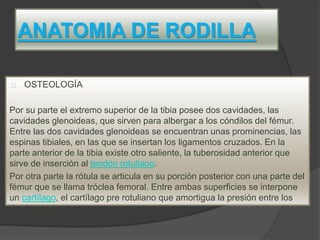 ANATOMIA DE RODILLA
OSTEOLOGÍA
Por su parte el extremo superior de la tibia posee dos cavidades, las
cavidades glenoideas, que sirven para albergar a los cóndilos del fémur.
Entre las dos cavidades glenoideas se encuentran unas prominencias, las
espinas tibiales, en las que se insertan los ligamentos cruzados. En la
parte anterior de la tibia existe otro saliente, la tuberosidad anterior que
sirve de inserción al tendón rotuliano.
Por otra parte la rótula se articula en su porción posterior con una parte del
fémur que se llama tróclea femoral. Entre ambas superficies se interpone
un cartílago, el cartílago pre rotuliano que amortigua la presión entre los
dos huesos.
 