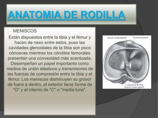 ANATOMIA DE RODILLA
MENISCOS
Están dispuestos entre la tibia y el fémur y
hacen de nexo entre estos, pues las
cavidades glenoidales de la tibia son poco
cóncavas mientras los cóndilos femorales
presentan una convexidad más acentuada.
Desempeñan un papel importante como
medios de unión elásticos y transmisores de
las fuerzas de compresión entre la tibia y el
fémur. Los meniscos disminuyen su grosor
de fuera a dentro, el exterior tiene forma de
"O" y el interno de "C" o "media luna".
 