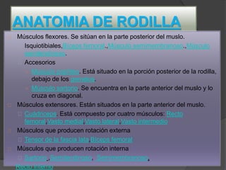 ANATOMIA DE RODILLA
Músculos flexores. Se sitúan en la parte posterior del muslo.
Isquiotibiales,Bíceps femoral.,Músculo semimembranoso.,Músculo
semitendinoso.
Accesorios
○ Músculo poplíteo. Está situado en la porción posterior de la rodilla,
debajo de los gemelos.
○ Músculo sartorio. Se encuentra en la parte anterior del muslo y lo
cruza en diagonal.
Músculos extensores. Están situados en la parte anterior del muslo.
Cuádriceps. Está compuesto por cuatro músculos: Recto
femoral,Vasto medial,Vasto lateral,Vasto intermedio
Músculos que producen rotación externa
Tensor de la fascia lata,Bíceps femoral
Músculos que producen rotación interna
Sartorio ,Semitendinoso, Semimembranoso,
Recto interno
 