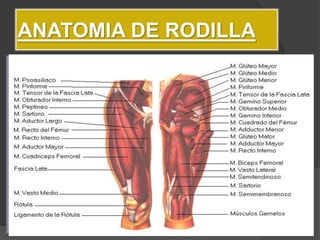 ANATOMIA DE RODILLA
ligamentos
ANTERIOR POSTERIOR
 