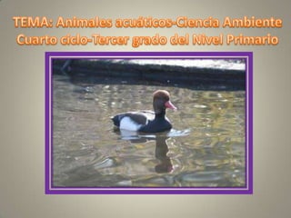 TEMA: Animales acuáticos-Ciencia Ambiente Cuarto ciclo-Tercer grado del Nivel Primario 