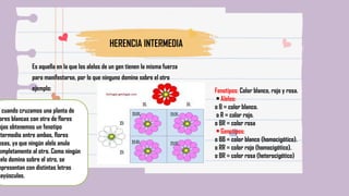 Codominante GENTICA: la herencia intermedia y la herencia codominante | PPTX