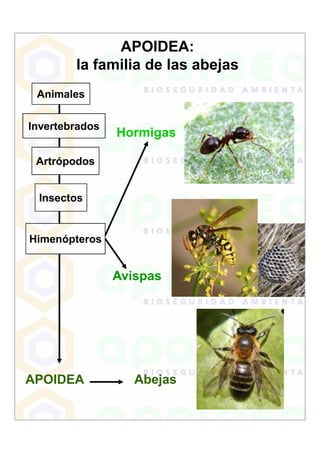 APOIDEA:
        la familia de las abejas
 Animales

Invertebrados
                Hormigas

 Artrópodos


 Insectos


Himenópteros


                Avispas




APOIDEA            Abejas
 