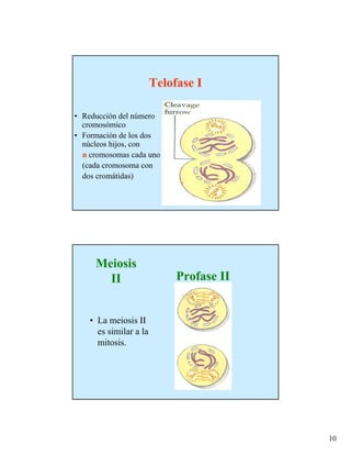 Telofase I

• Reducción del número
  cromosómico
• Formación de los dos
  núcleos hijos, con
  n cromosomas cada uno
  (cada cromosoma con
  dos cromátidas)




     Meiosis
       II                    Profase II


    • La meiosis II
      es similar a la
      mitosis.




                                          10
 