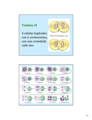 Telofase II

4 células haploides
con n cromosomas,
con una cromátida
cada uno




                      13
 