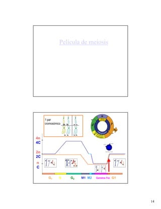 Película de meiosis




     1 par
     cromosómico   2n 2c




4n
4C

2n
2C
n
C
                                        b



       G1      S           G2   M1 M2   Gametos Fec G1




                                                         14
 