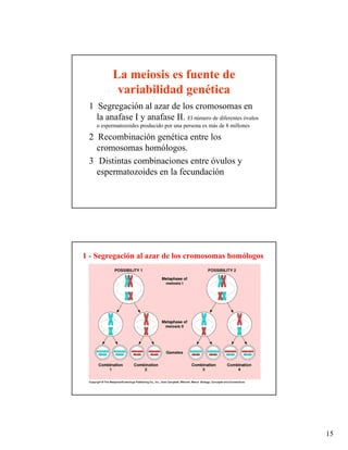 La meiosis es fuente de
          variabilidad genética
 1 Segregación al azar de los cromosomas en
   la anafase I y anafase II. El número de diferentes óvulos
   o espermatozoides producido por una persona es más de 8 millones

 2 Recombinación genética entre los
   cromosomas homólogos.
 3 Distintas combinaciones entre óvulos y
   espermatozoides en la fecundación




1 - Segregación al azar de los cromosomas homólogos




                                                                      15
 