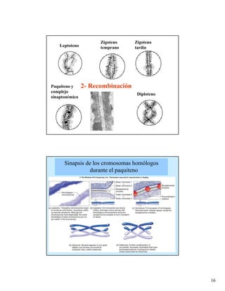 Zigoteno     Zigoteno
    Leptoteno         temprano     tardío




Paquiteno y     2- Recombinación
complejo
                                    Diploteno
sinaptonémico




      Sinapsis de los cromosomas homólogos
                 durante el paquiteno




                                                16
 