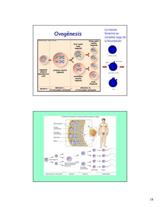 La meiosis
                   Ovogénesis                                      femenina se
                                                                   completa luego de
                                                     three polar   la fecundación
                                                        bodies
                                      first polar
                                                       haploid)
                                         body
                                        haploid)




  oogonium        primary oocyte
   (diploid           (diploid)
reproductive
     cell)                            secondary
                                        oocyte
                                       haploid)
                                                       ovum
                                                     (haploid)

                    MEIOSIS I,               MEIOSIS II,
  GROWTH
               CYTOPLASMIC DIVISION     CYTOPLASMIC DIVISION




                                                                                       18
 